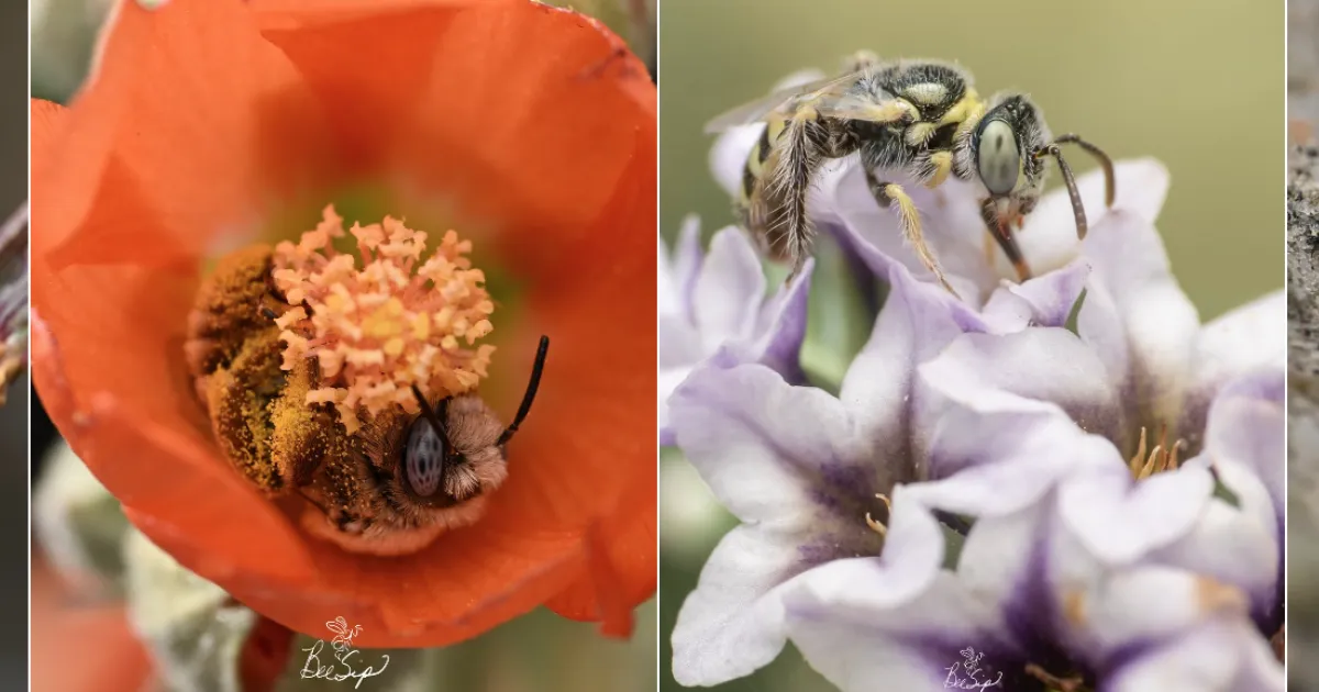 Krystle Hickman and 'The ABC's of California's Native Bees' | Bug